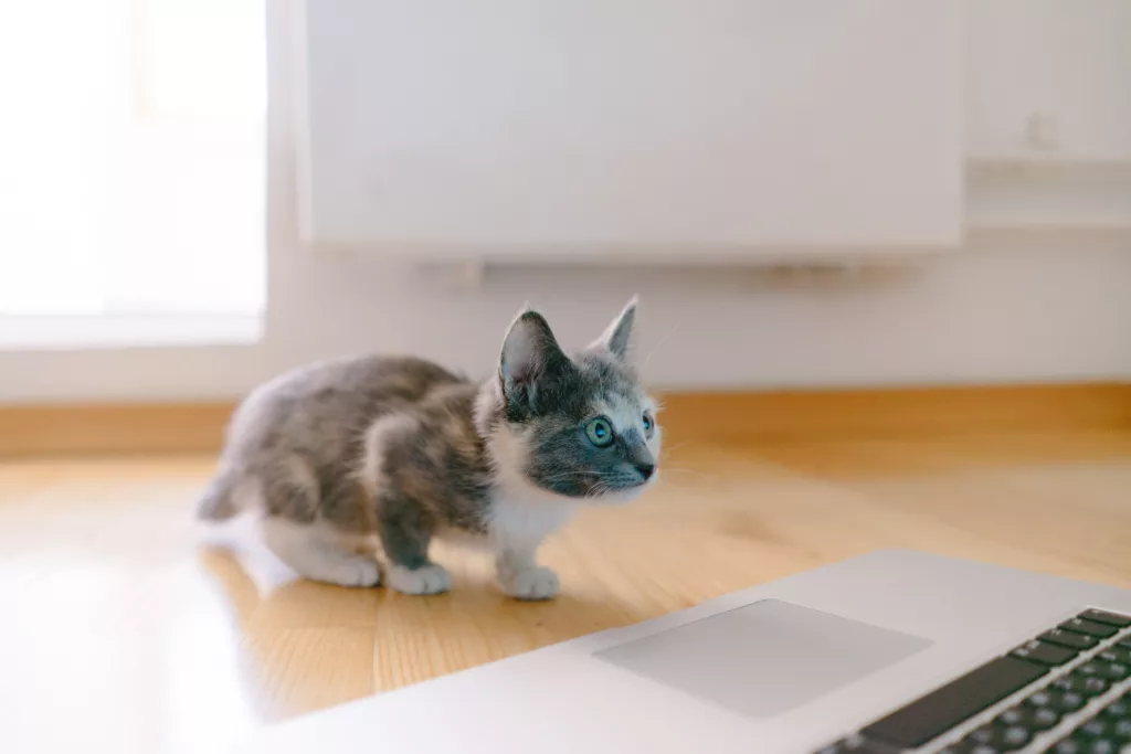 photo d'un chaton qui approche d'un ordinateur